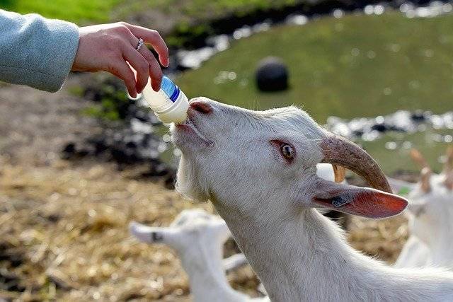 新生小羊羔日常怎么护理 养殖户养小羊羔时要注意什么